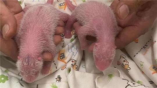 Die Zeit kurz nach der Geburt ist besonders kritisch bei Panda-Babys. 