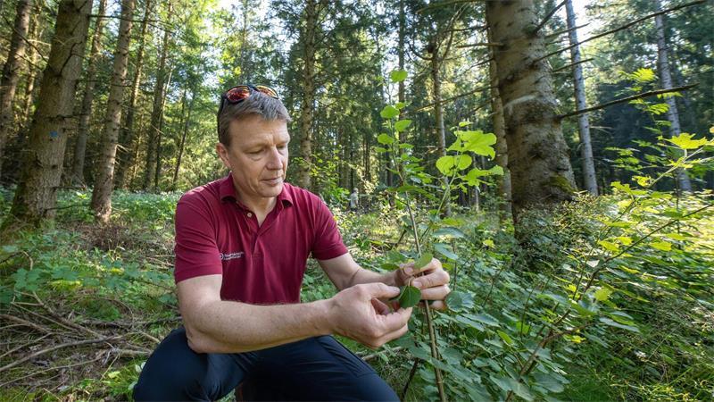 Dieser Baum bereitet den Boden für neuen Wald im Harz Die Zitterpappel ist ein Mosaikstein für den Wald der Zukunft, sagt Forstamtsleiter Michael Thätner.