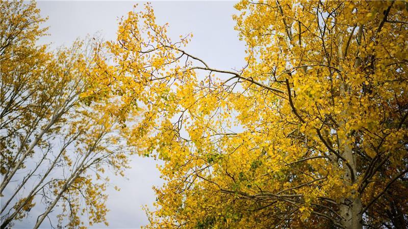 Die Zitterpappel verdankt ihr typisches, „zitterndes“ Laub dem seitlich abgeflachten Blattstiel – schon ein leichter Wind versetzt ihre Krone in Bewegung.