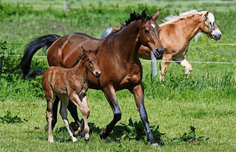 Die Zucht kann finanziell sehr lukrativ sein. Das kann Fehlentwicklungen fördern. Foto: Wagner/dpa