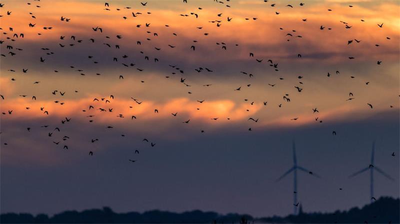 Die Zugvögel sammeln sich derzeit auf abgeernteten Felder in Brandenburg für ihren Weiterflug in Richtung Süden zu den Überwinterungsgebieten. 