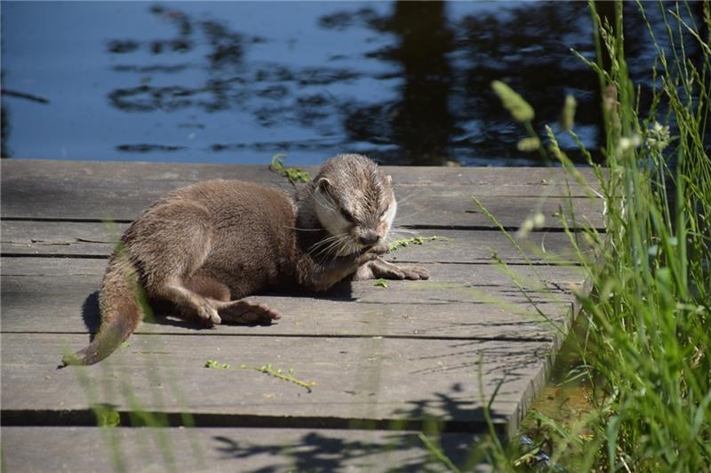 Die Zwergotter sehen niedlich aus, sind aber Raubtiere. Foto: Sandelmann/Natureum