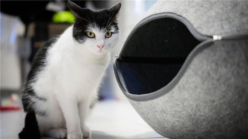 Die abenteuerlustige Katze Shila sucht ein neues Zuhause.