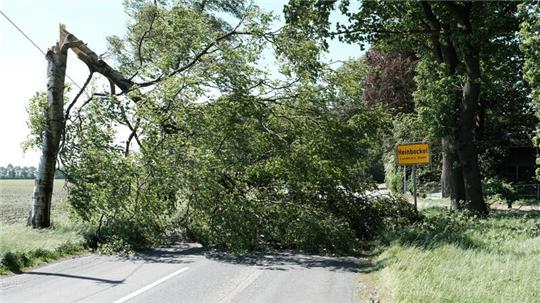 Abgeknickte Baumkrone am Ortseingang von Heinbockel