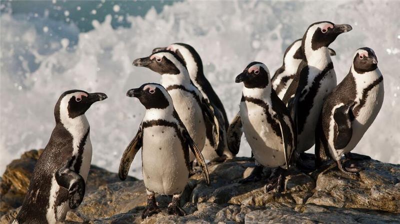 WWF-Bericht: Igeln geht es schlechter, Seeadlern besser Die afrikanischen Brillenpinguine werden seit diesem Jahr als „vom Aussterben bedroht“ eingestuft. (Handout)