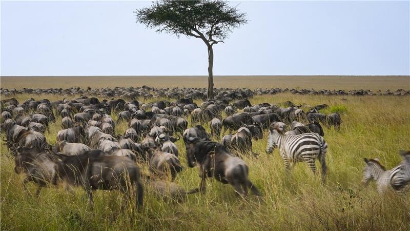 Die alljährliche Gnuwanderung von der Serengeti in die Masai Mara ist ein weltberühmtes Naturspektakel