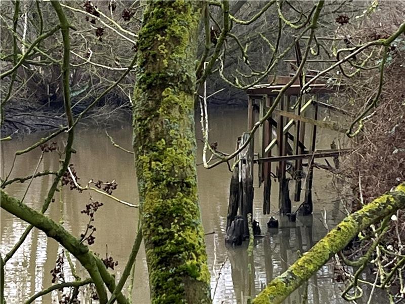 Neuer Hafen-Chef beklagt Verschlickung in Borstel Die alte Dampferbrücke des Borsteler Hafens liegt versteckt hinter wilden Brombeeren. Idee: eine Aussichtsplattform für Naturerlebnis schaffen.
