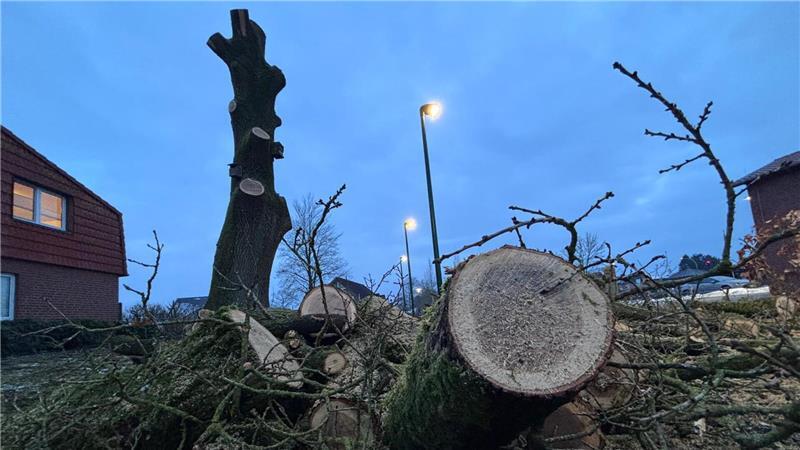 Die alte Eiche neben dem Feuerwehrhaus musste gefällt werden - sie war nicht mehr zu retten.