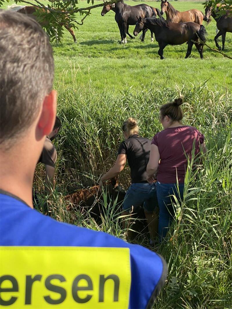 Großtierrettung in Drochtersen: Trächtige Stute stürzt in Wassergraben Die anderen Pferde auf der Weide begutachten misstrauisch die Rettungsaktion in Drochtersen.