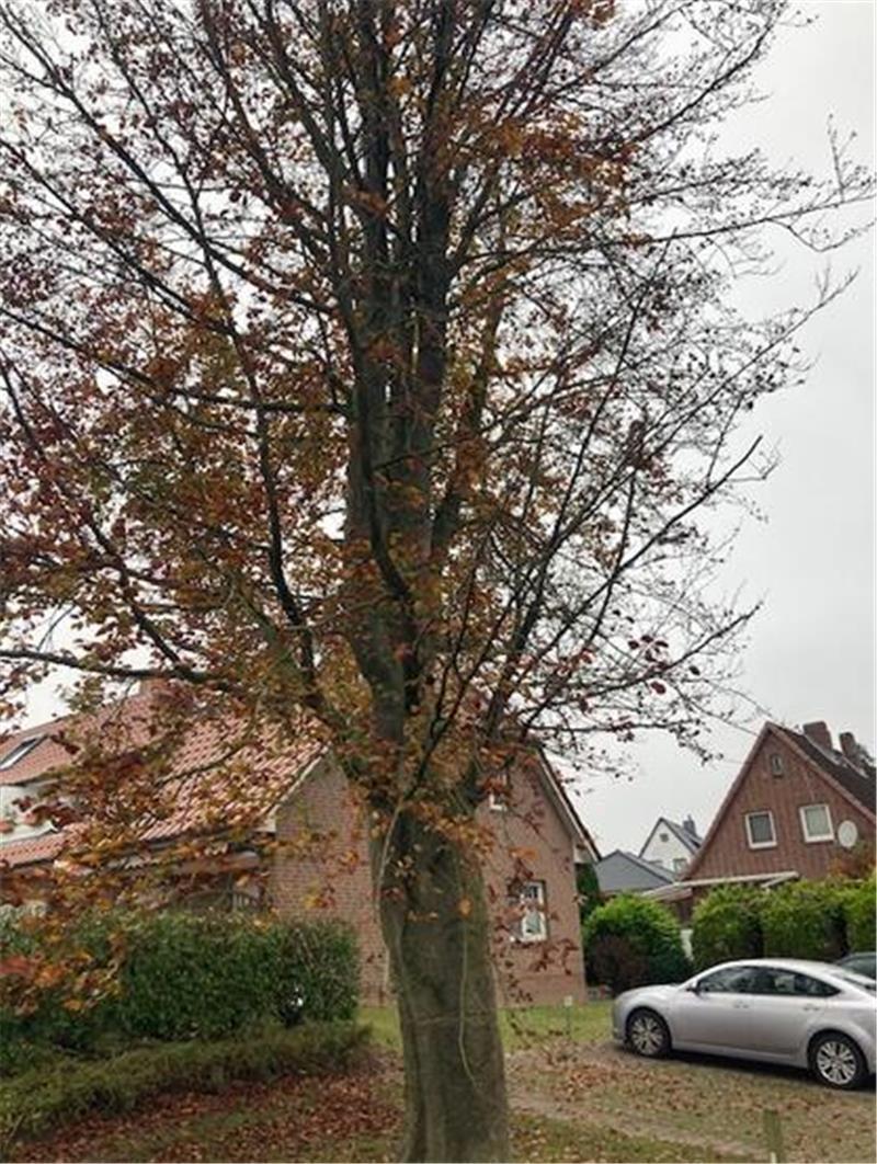 Die angesägte Hainbuche muss gefällt werden.
