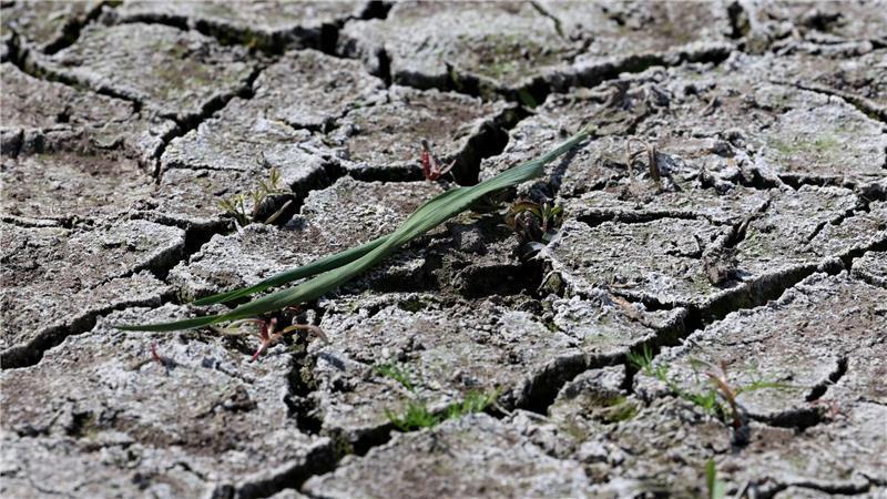 Die anhaltende Dürre hat zunehmend Folgen für Wald und Landwirtschaft.