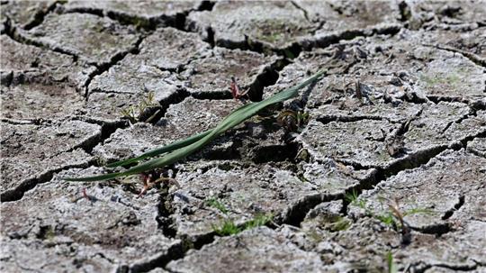 Die anhaltende Dürre hat zunehmend Folgen für Wald und Landwirtschaft.