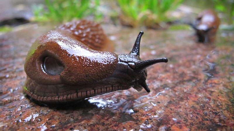 Darum hat die „Superschnecke“ im Landkreis derzeit keine Chance Die anhaltende Trockenheit hat Nacktschnecken zu schaffen gemacht. (Archivbild)