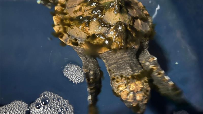 Die auf Sylt gefundene Meeresschildkröte soll im Sommer in Frankreich ausgewildert werden.