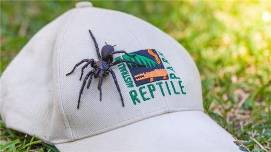 Die auf den Namen Herkules getaufte Spinne ist von Beinspitze zu Beinspitze 7,9 Zentimeter lang.