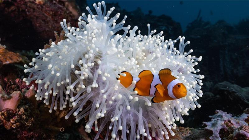 Zum Wegschrumpfen heiß: Bei Hitze werden Clownfische kleiner Die aus dem Animationsfilm „Findet Nemo“ bekannten Echten Clownfische (Amphiprion percula) leben im Schutz von Seeanemonen.