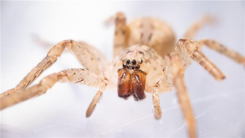 Die aus dem Mittelmeerraum stammende Spinne kommt inzwischen auch in Norddeutschland vor. (Archivbild) 