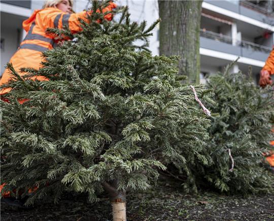 Die ausgedienten Weihnachtsbäume werden im Landkreis von der Abfallwirtschaft eingesammelt.
