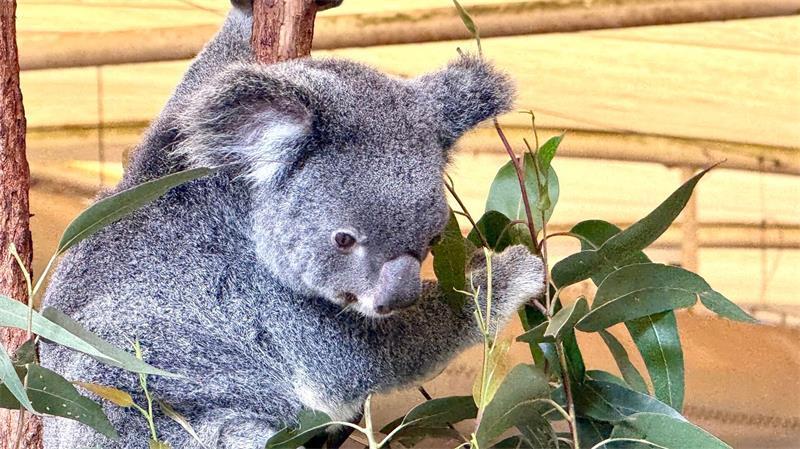 Hinter der Kuschelfassade: Die erstaunliche Welt der Koalas Die australischen Beuteltiere ernähren sich fast ausschließlich von Eukalyptusblättern.