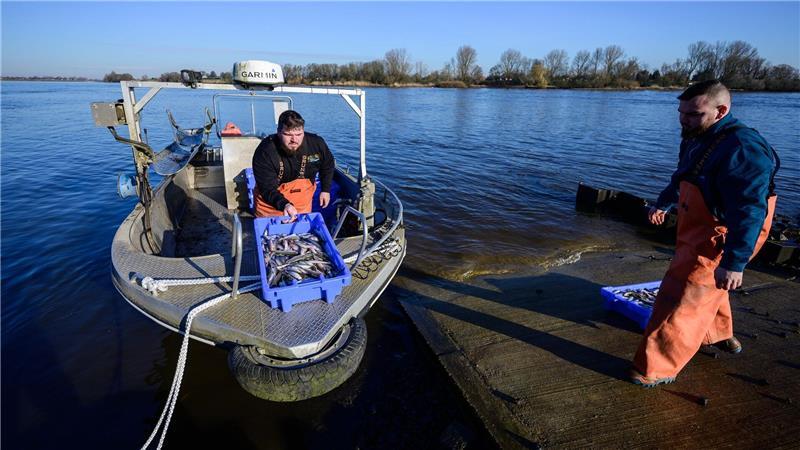 Die beiden Brüder und Fischer Per-Willem (l) und Jonas Grube entladen Kisten mit frischem Stint vom Boot.