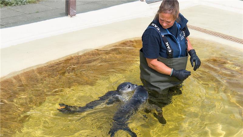 Die beiden Heuler waren erst wenige Tage alt, als sie auf Nordstrand und bei Büsum gefunden wurden.