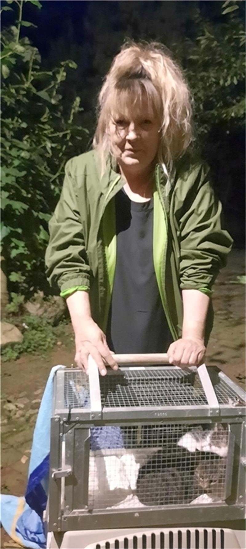 Die beiden Jungtiere sind gemeinsam in die Falle gegangen . Sie werden jetzt kastriert und dann in einer Pflegestelle an Menschen gewöhnt. Danach können sie vermittelt werden. Fotos: Fehlbus