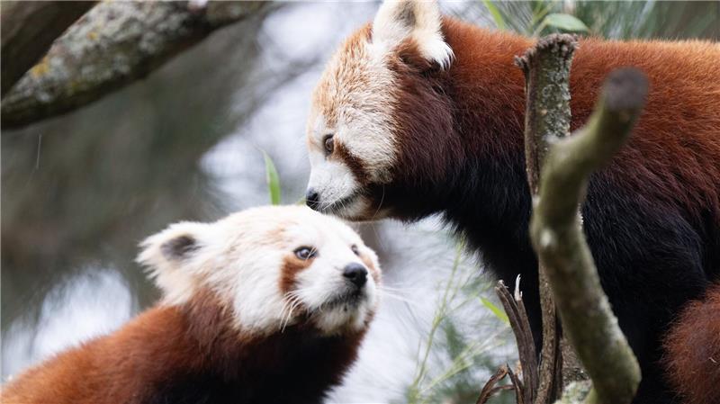 Die beiden Roten Pandas sollen für Nachwuchs im Zoo Dresden sorgen.