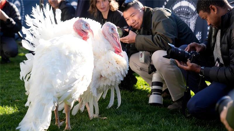 Biden begnadigt Truthähne vor Thanksgiving Die beiden Truthähne „Peach“ und „Blossom“ kommen nicht auf den Esstisch.