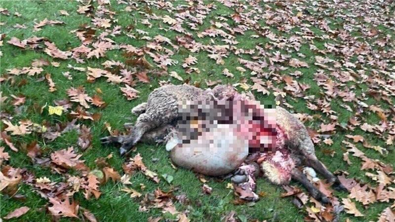 Die beiden toten Schafe lagen nur wenige Meter vom Wohnhaus des Landwirts in Wanna entfernt.