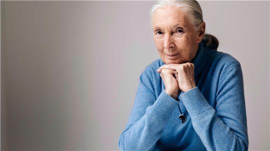 Die berühmte Schimpansenforscherin Jane Goodall ist im Alter von 91 Jahren gestorben. (Archivbild)