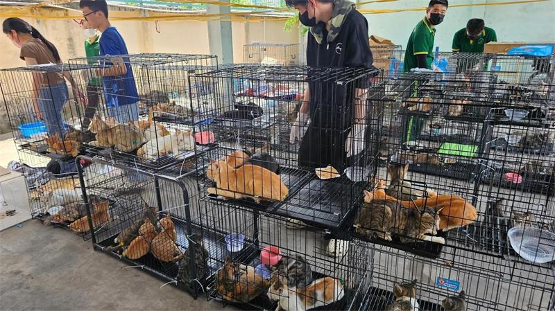 Die beschlagnahmten Katzen haben seelisch und körperlich viel durchgemacht. 
