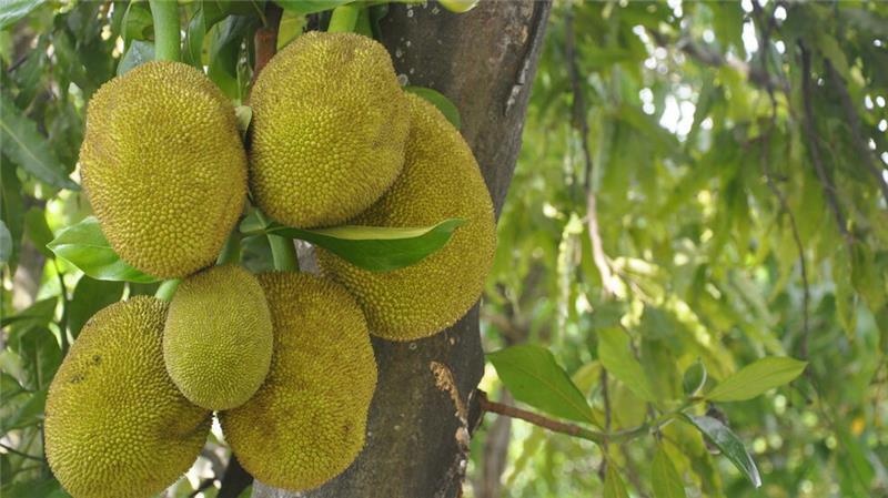 Fleischlose Ernährung: Harsefelder Jackfrucht-Pionierin hat Firma verkauft Die bis zu 50 Kilo schwere Jackfrucht wächst an einem immergrünen Baum. In vielen tropischen Ländern wie Sri Lanka, Thailand oder der Karibik wird sie kultiviert.