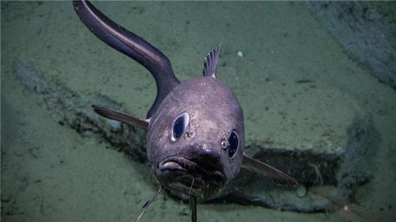 Blackbox Tiefsee: Wir kennen nicht einmal 0,001 Prozent Die bisherige Erforschung der Tiefsee konzentriert sich stark auf die Küstengebiete weniger Länder.