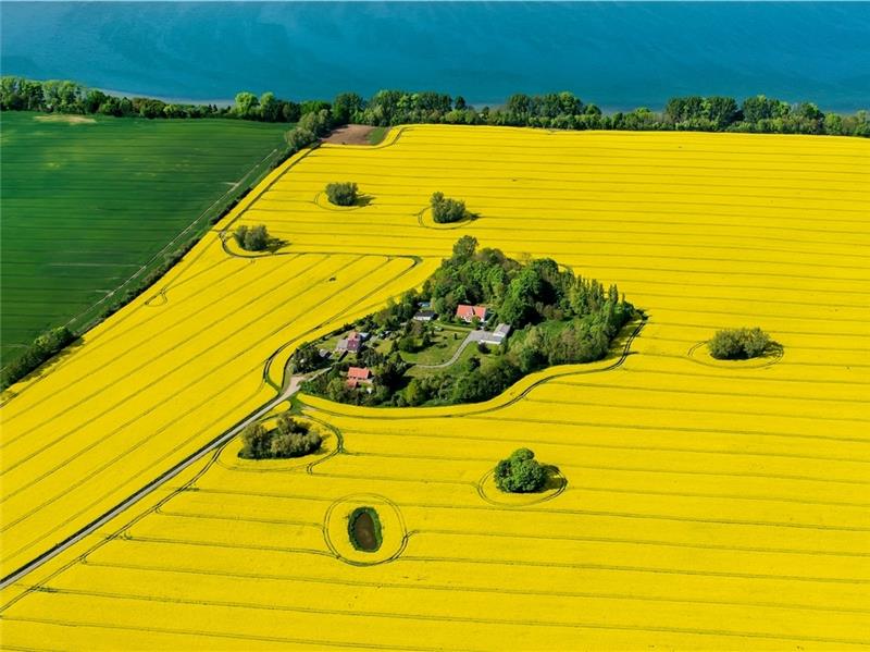 Die blühenden Rapsfelder von Sudhagen an der Ostsee. Martin Elsen nahm es aus 426 Meter Höhe auf. Es ist das zurzeit beliebteste Foto seiner Web-Seite; vielleicht, weil es so schön zur Jahreszeit passt; bestimmt, weil es grafische, struktur