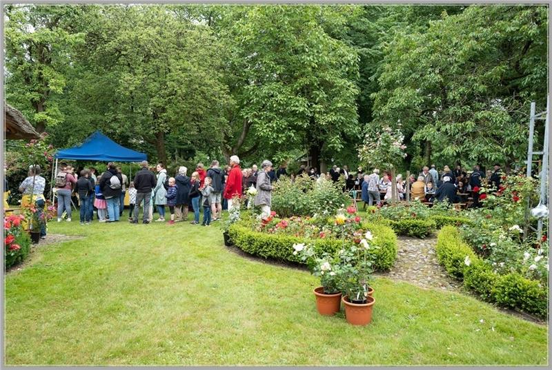 Rosenfest und TuS-Jubiläum: Oldendorf feiert das ganze Wochenende Die blühenden Rosen im Garten des Brunkhorst’schen Hauses sind Namensgeber des Festes am Sonntag.