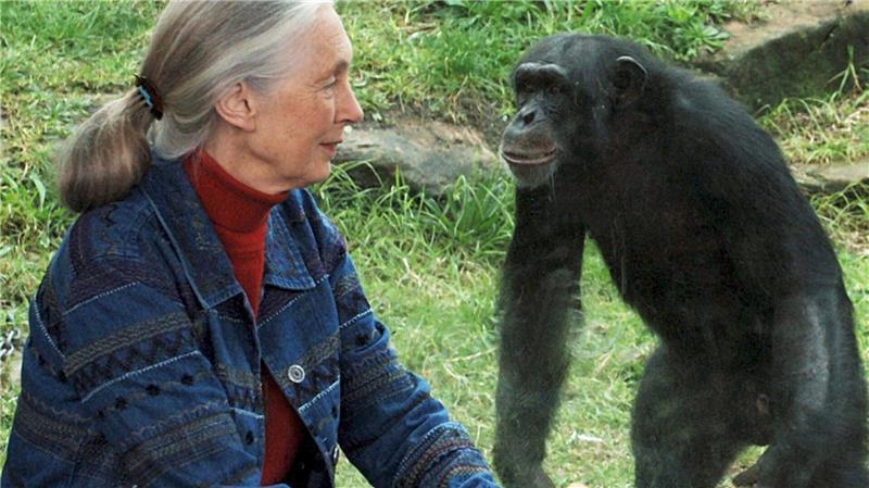 Die britische Ethnologin Jane Goodall traf sich mit Schimpansen im Taronga Zoo. (Archivbild)