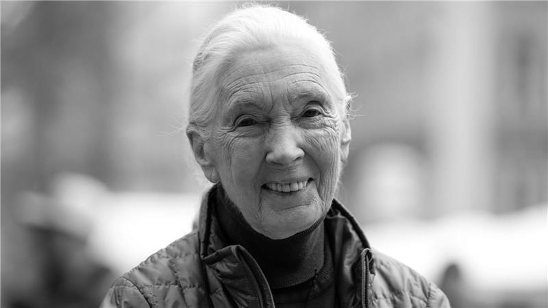 Verstorben: Die Toten des Jahres 2025 Die britische Verhaltensforscherin Jane Goodall.