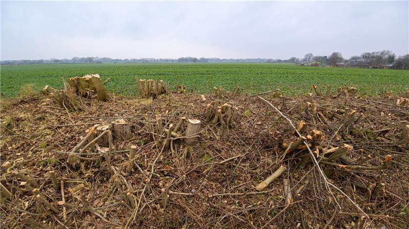 Die bundesweit einzigartigen Baum- und Gestrüpphecken sind für viele Tiere attraktive Lebensräume. (Archivbild)