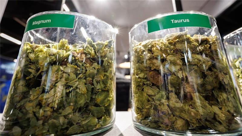 Weniger Bierdurst stürzt Hopfenbauern in Existenznöte Die deutschen Hopfenbauern stehen wegen des Rückgangs des Bierkonsums und den Folgen des Klimawandels massiv unter Druck.