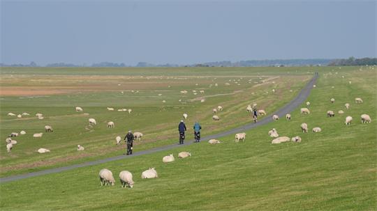 Die diesjährigen Herbstdeichschauen starten auf Amrum. (Archivbild)