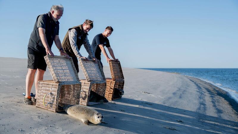 Die drei Seehunde robben von der Insel Juist ins Wasser.