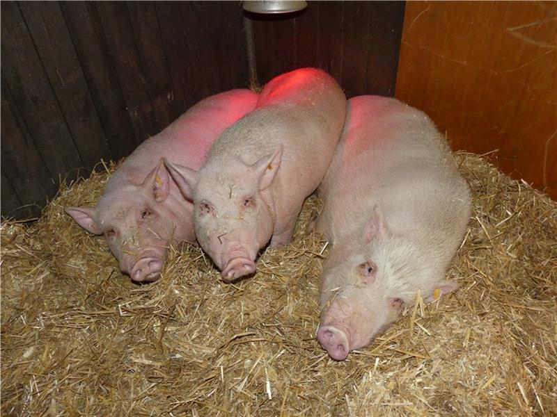 Die drei herzoperierten Göttinger Mini-Schweine aus einem biomedizinischen Versuchslabor dürfen auf dem Tierschutzhof in Drochtersermoor endlich ein richtiges Schweineleben führen. Und wenn‘s wärmer wird, dann bekommen sie sogar eine Kuhle zum Suhlen. Fot