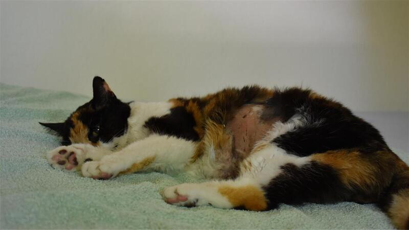 Angeschossen, gequält und zu Tode getreten: Mehr Fälle von Katzenhass Die dreifarbige Mautzi aus Dorum hat die Verletzungen durch den Schuss und die Tritte nicht überlebt.