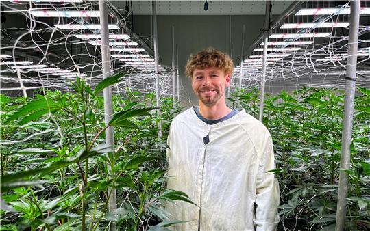 Die dritte Ernte wächst heran: Konstantin Glodzinski in der Anbauhalle mit noch jungen Cannabispflanzen.
