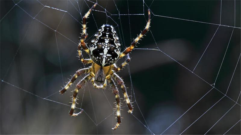 Gefürchtete Jäger: Spinnen sind Multitalente Die einem Speichenrad ähnelnde Konstruktion der Gartenkreuzspinne muss leicht, wasserfest, dehnbar und haltbar zugleich sein. Etwa 20 Meter Spinnenseide werden im Rad verbaut.