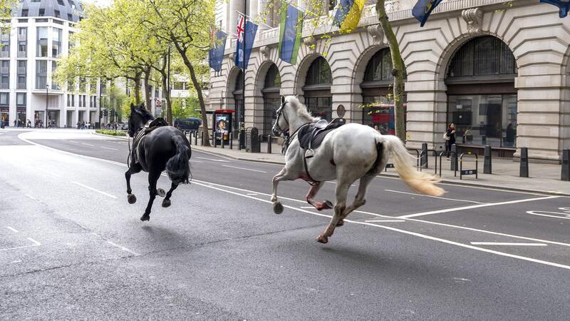 Die entlaufenen Pferde in London in der Nähe von Aldwych.