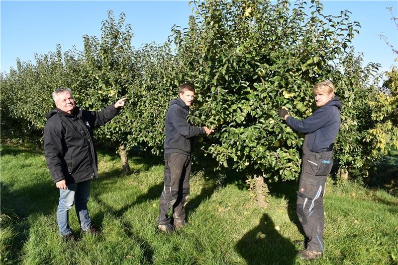 Die erfolgreichen Klimaschutzkläger Paul und Hannes Backsen von der Nordseeinsel Pellworm unterstützen den Bio-Obstbauern Claus Blohm aus Guderhandviertel (von rechts) bei der Apfel-Ernte. Foto: Vasel