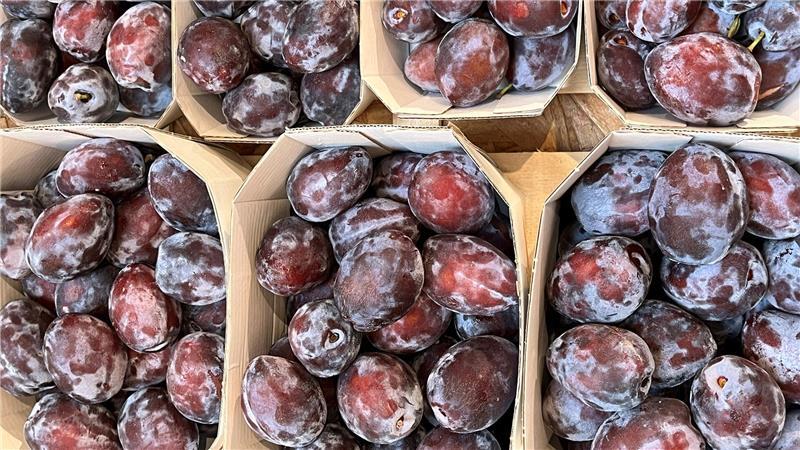 Blaue Wochen: Ernte der Pflaumen und der Zwetschen hat begonnen Die erntefrischen Früchte werden auch in 500-Gramm-Schalen vermarktet.