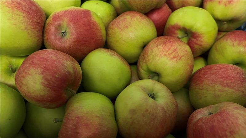 Altes Land: Zweite Bürgermeisterin Katharina Fegebank erntet erste Äpfel Die ersten Äpfel liegen in der Kiste.