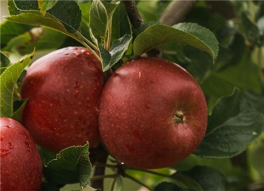 Die ersten Aldiamo-Äpfel der Züchtungsinitiative Niederelbe gibt es ab Oktober bei Aldi Süd. Foto: Aldi Süd